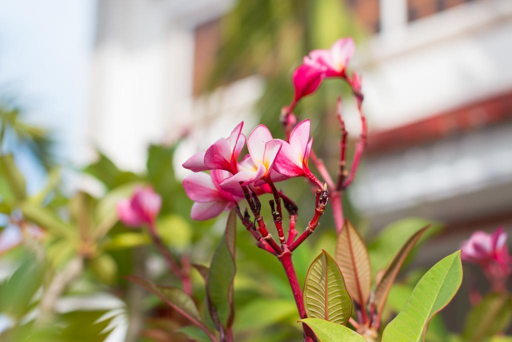 Overflow Guesthouse Siem Reap Buitenkant foto